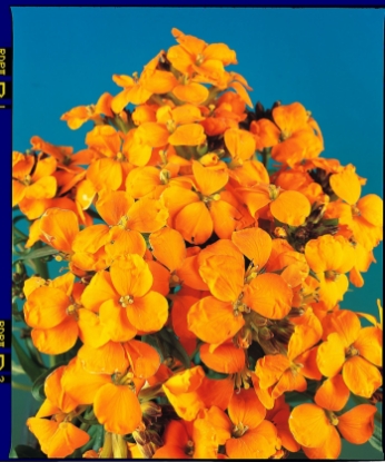 Picture of Wallflower - Cloth Of Gold